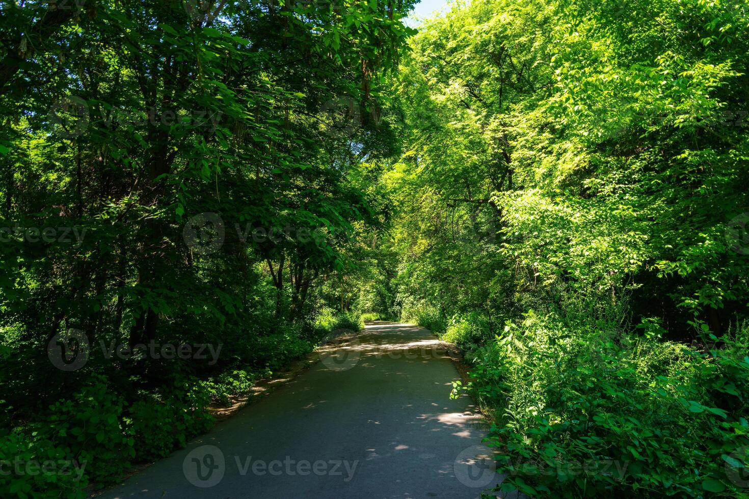 asphalte route parmi le des arbres sur une ensoleillé journée dans le botanique jardin. photo