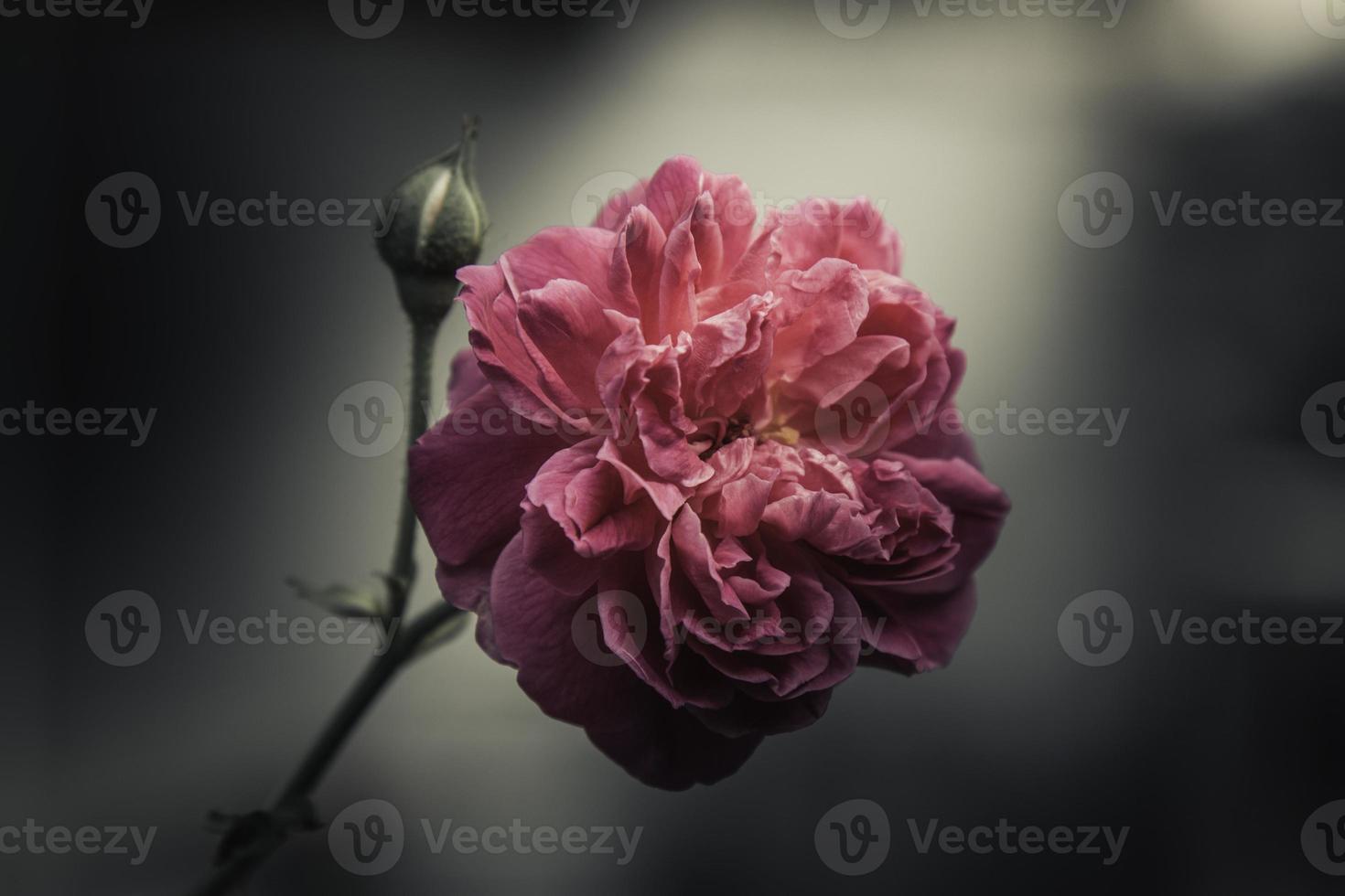 fleurs roses dans la conception de tons foncés naturels. photo