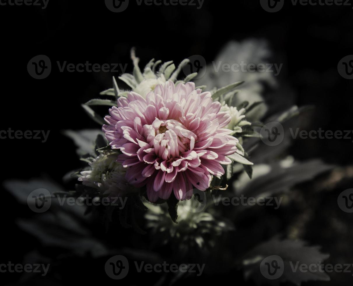 fleurs dans la conception de tons sombres naturels. photo