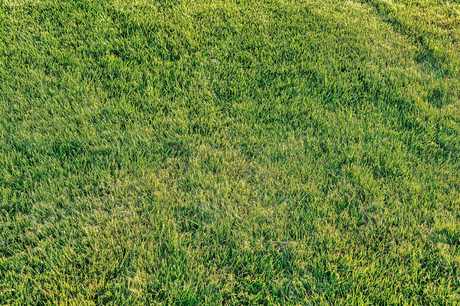 texture de vert herbe sur le pelouse. Naturel abstrait Contexte. photo