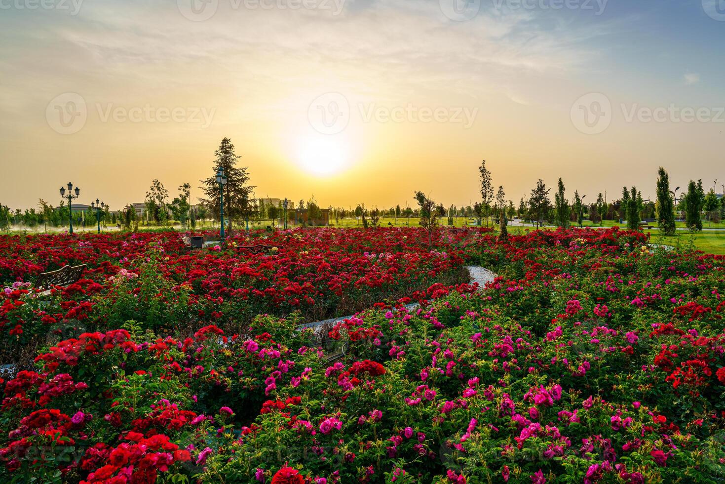 ville parc dans de bonne heure été ou printemps avec rouge épanouissement des roses sur une premier plan et nuageux ciel sur une le coucher du soleil ou lever du soleil à heure d'été. photo