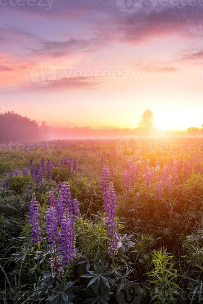 crépuscule sur une champ couvert avec floraison lupins dans printemps ou de bonne heure été saison avec brouillard. photo