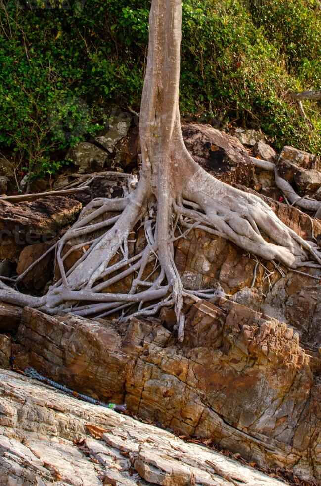 arbre les racines sur le plage abstrait photo