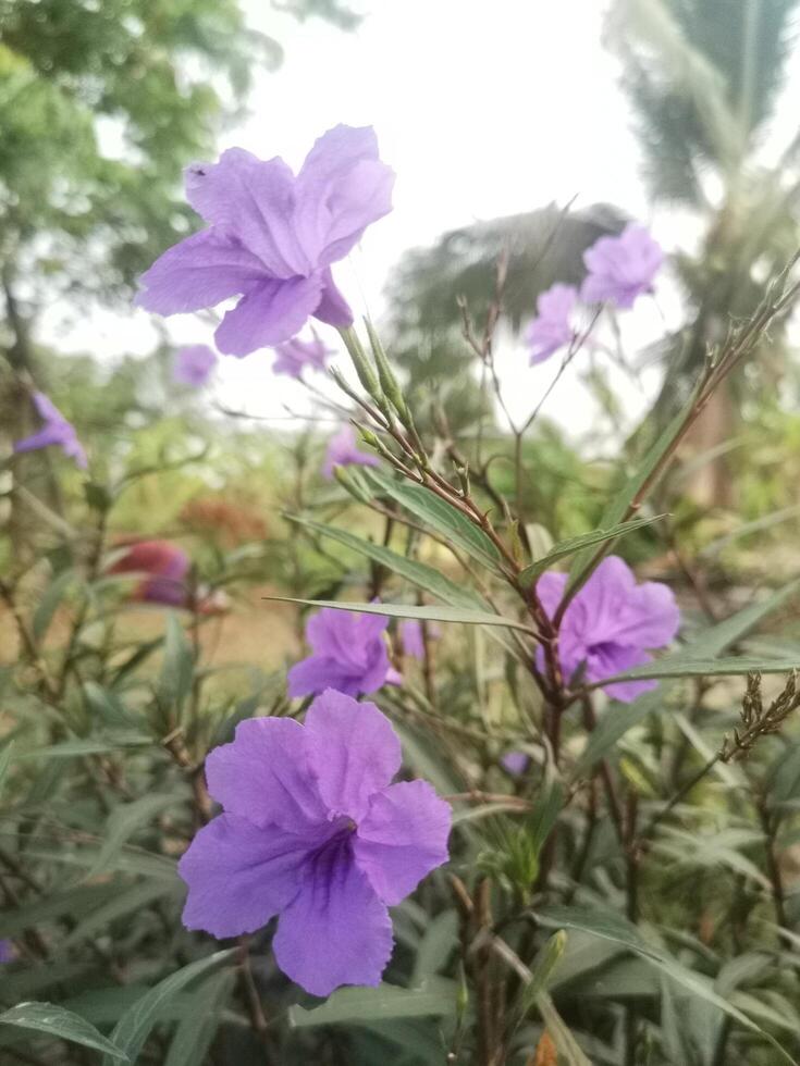 violet fleur en plein essor dans jardin sur la nature photo