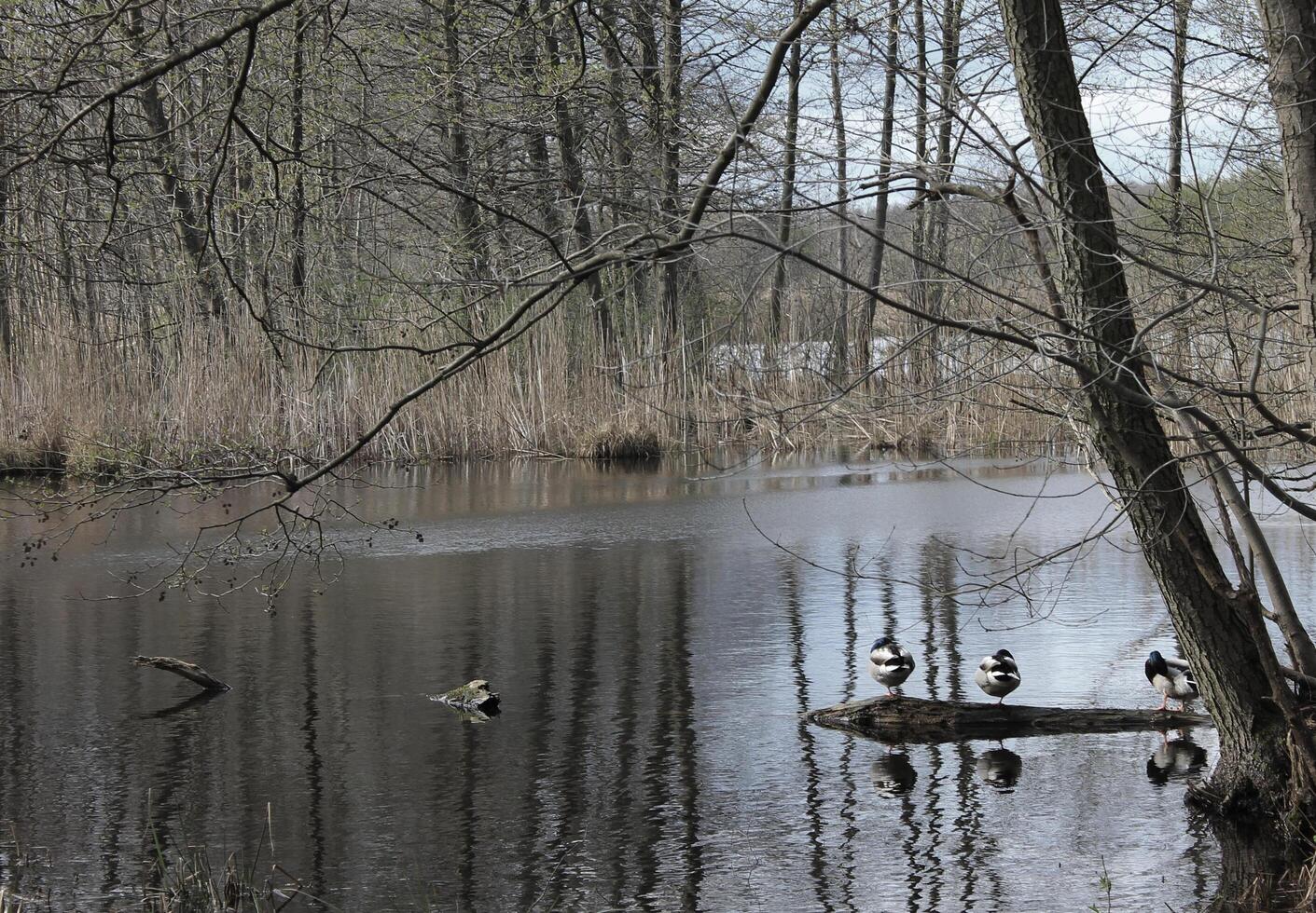 la nature Contexte photo