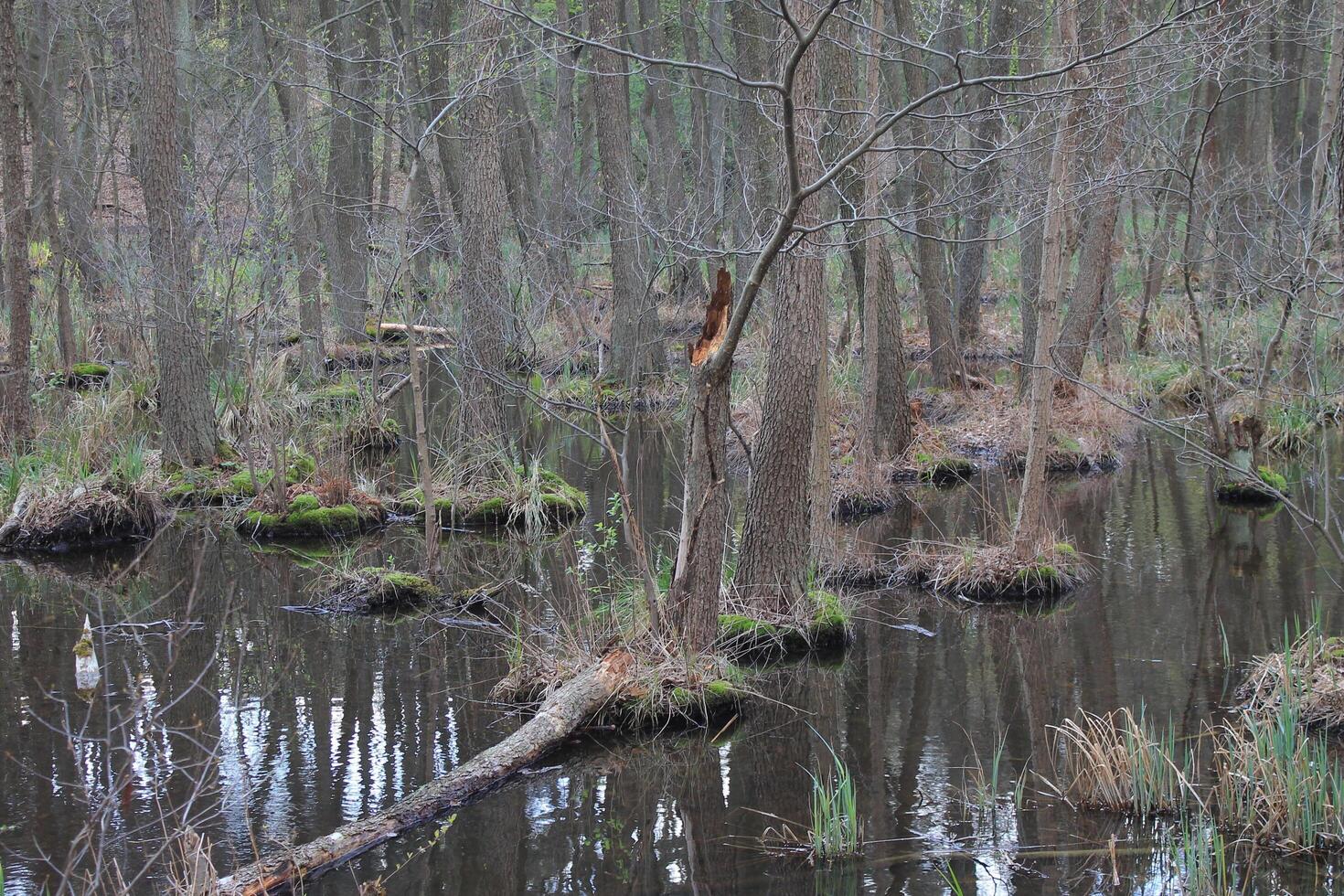 la nature Contexte photo