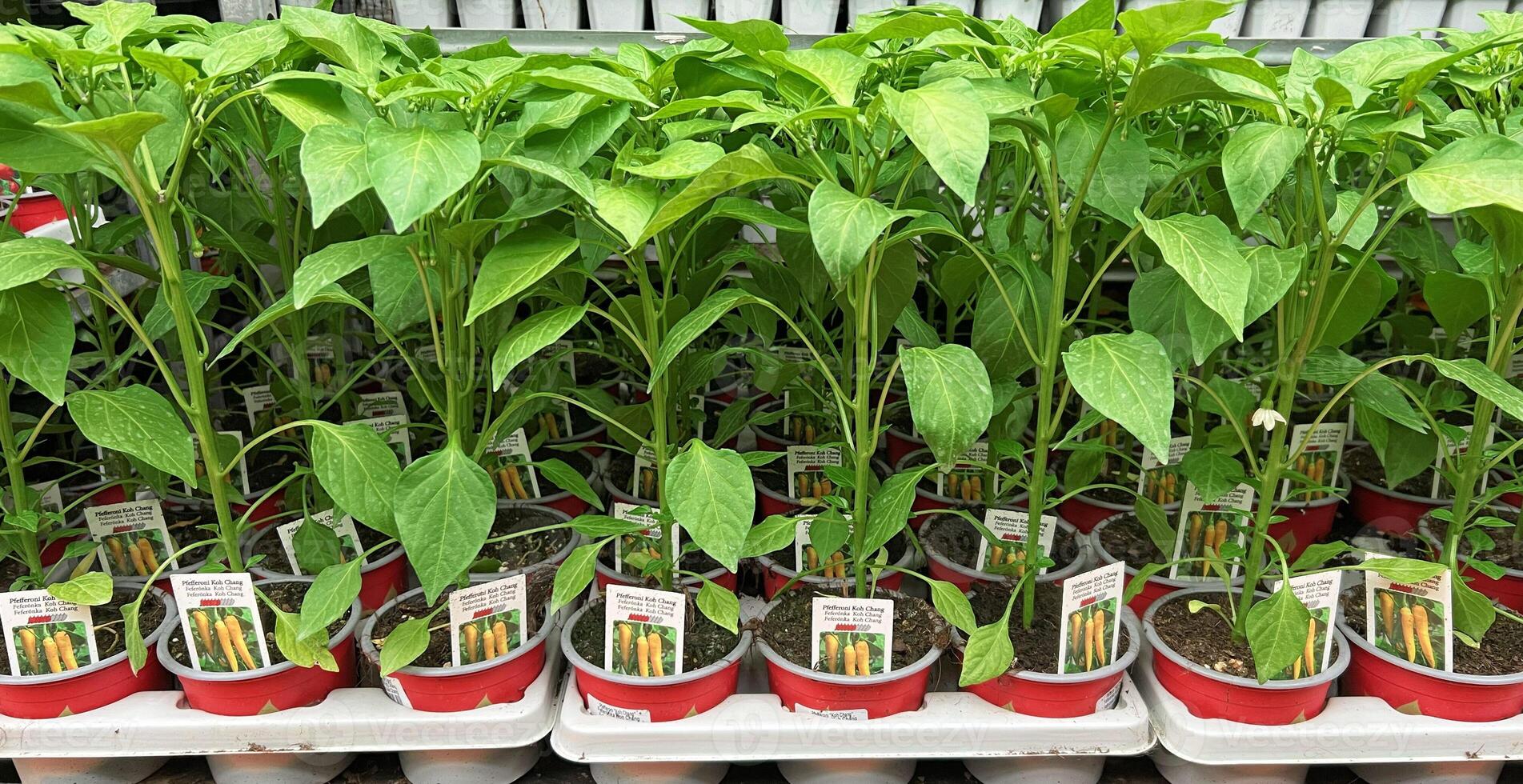 le Chili poivre semis dans des pots à le jardin centre. croissance semis de différent des légumes à plante garderie pour vente. photo