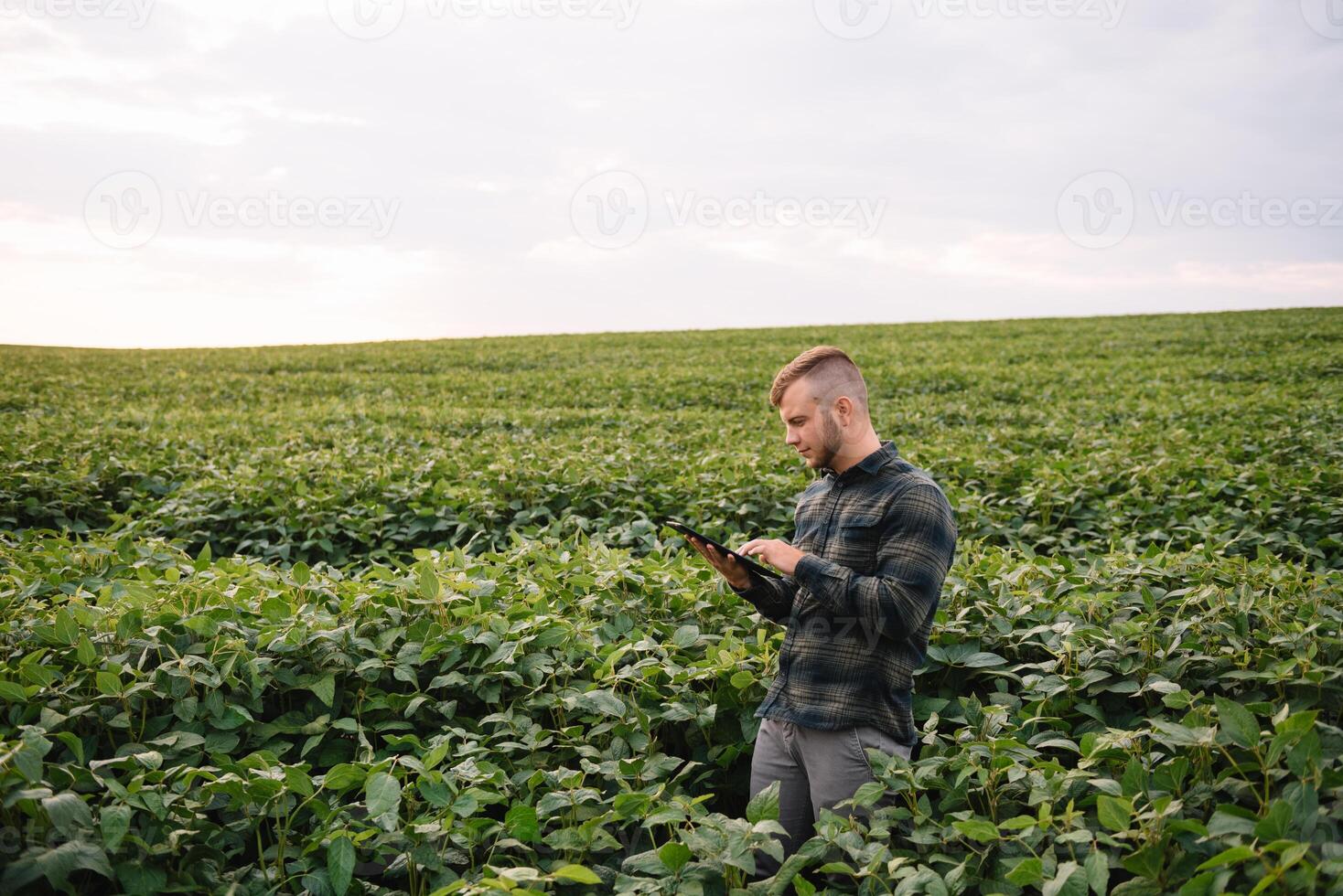 Jeune agronome détient tablette toucher tampon ordinateur dans le soja champ et examiner cultures avant récolte. secteur agroalimentaire concept. agricole ingénieur permanent dans une soja champ avec une tablette dans été. photo