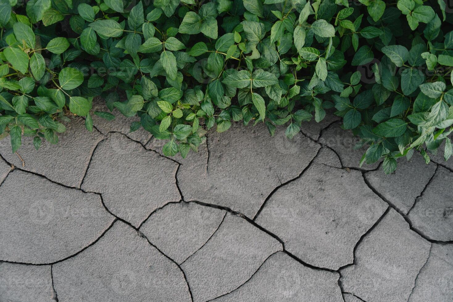 Contexte avec fissuré sol et soja champ. sécheresse dans agriculture. Haut vue de sécheresse dans soja champ avec fissuré sol photo