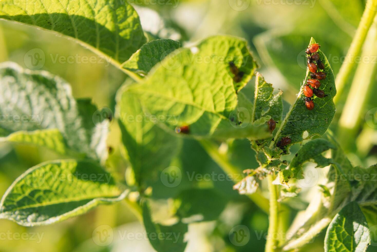 Colorado scarabée mange Patate feuilles, fermer. concept de invasion de coléoptères. pauvres récolte de patates. photo