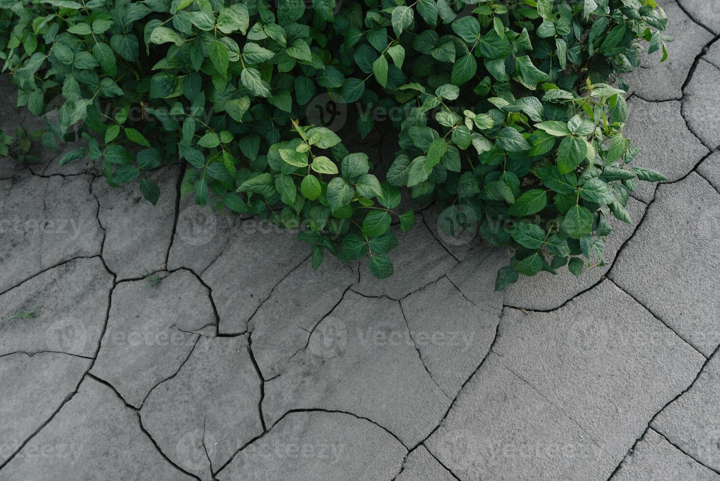 Contexte avec fissuré sol et soja champ. sécheresse dans agriculture. Haut vue de sécheresse dans soja champ avec fissuré sol photo