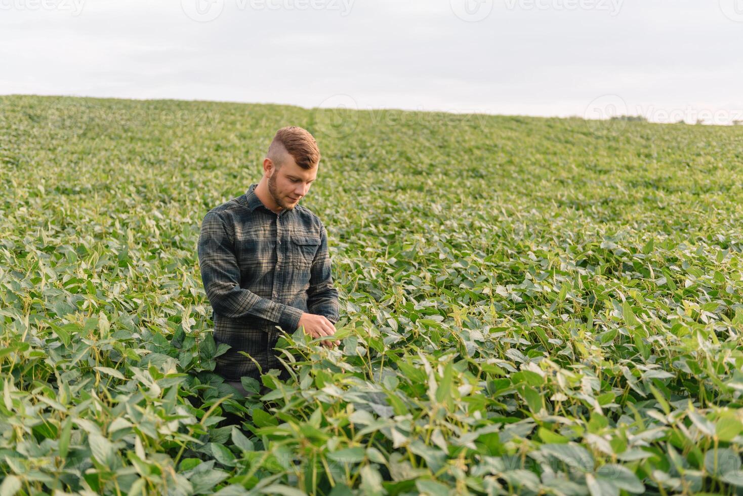 agronome inspecter soya haricot cultures croissance dans le ferme champ. agriculture production concept. secteur agroalimentaire concept. agricole ingénieur permanent dans une soja champ photo