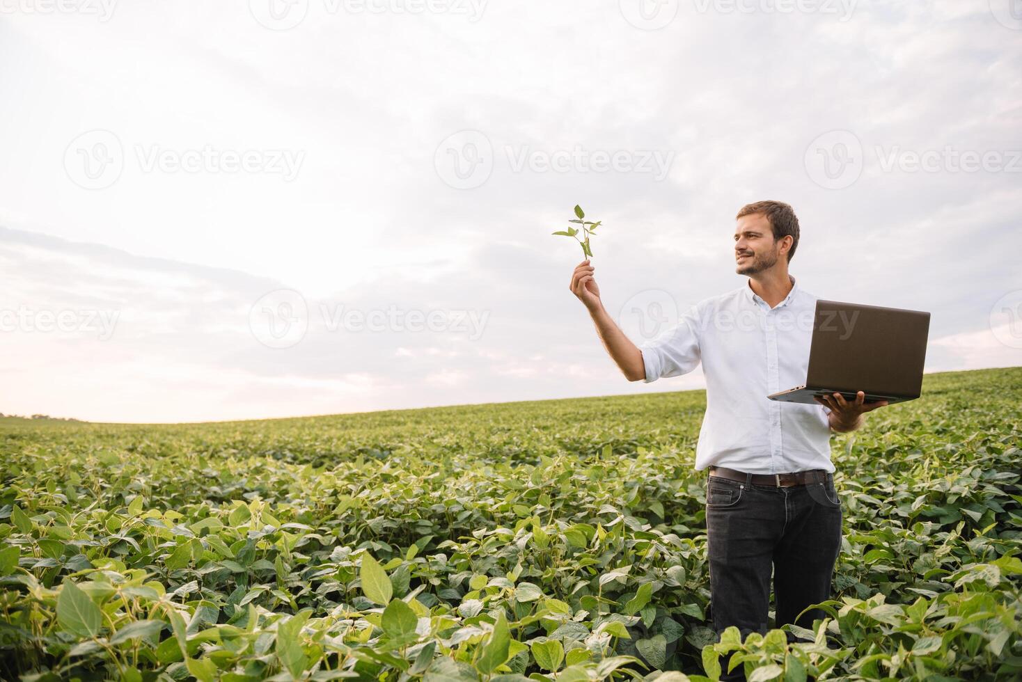 Jeune agronome détient tablette toucher tampon ordinateur dans le soja champ et examiner cultures avant récolte. secteur agroalimentaire concept. agricole ingénieur permanent dans une soja champ avec une tablette dans été. photo