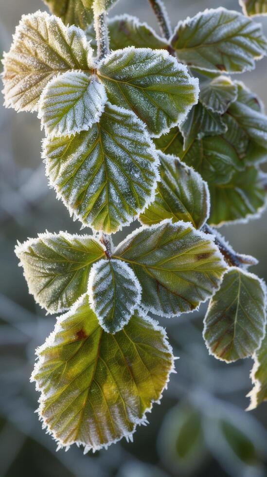 gel couvert vert feuilles photo