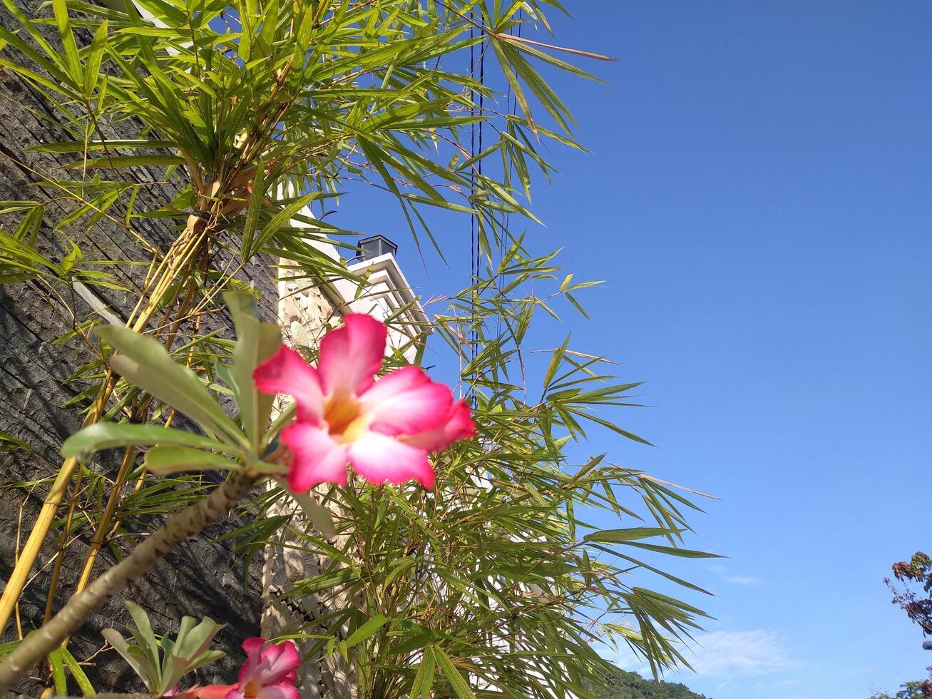 adénium obesum fleur bignonie sur le cour. ces fleurs sont généralement utilisé comme décorations dans le Accueil page. photo