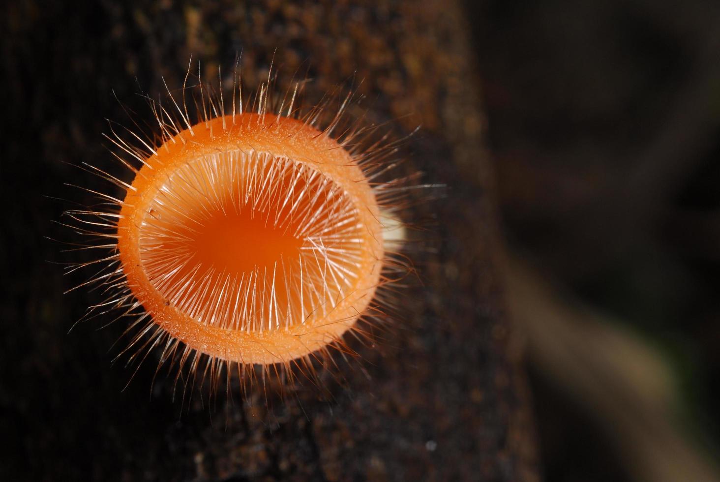 beau champignon champagne rose dans la forêt tropicale photo