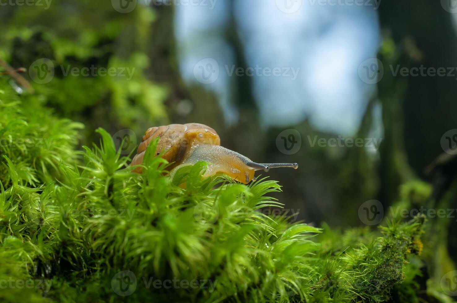 petit respiration aérienne terre escargot succinée putris photo