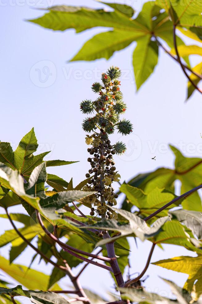 plante de ricin vert photo