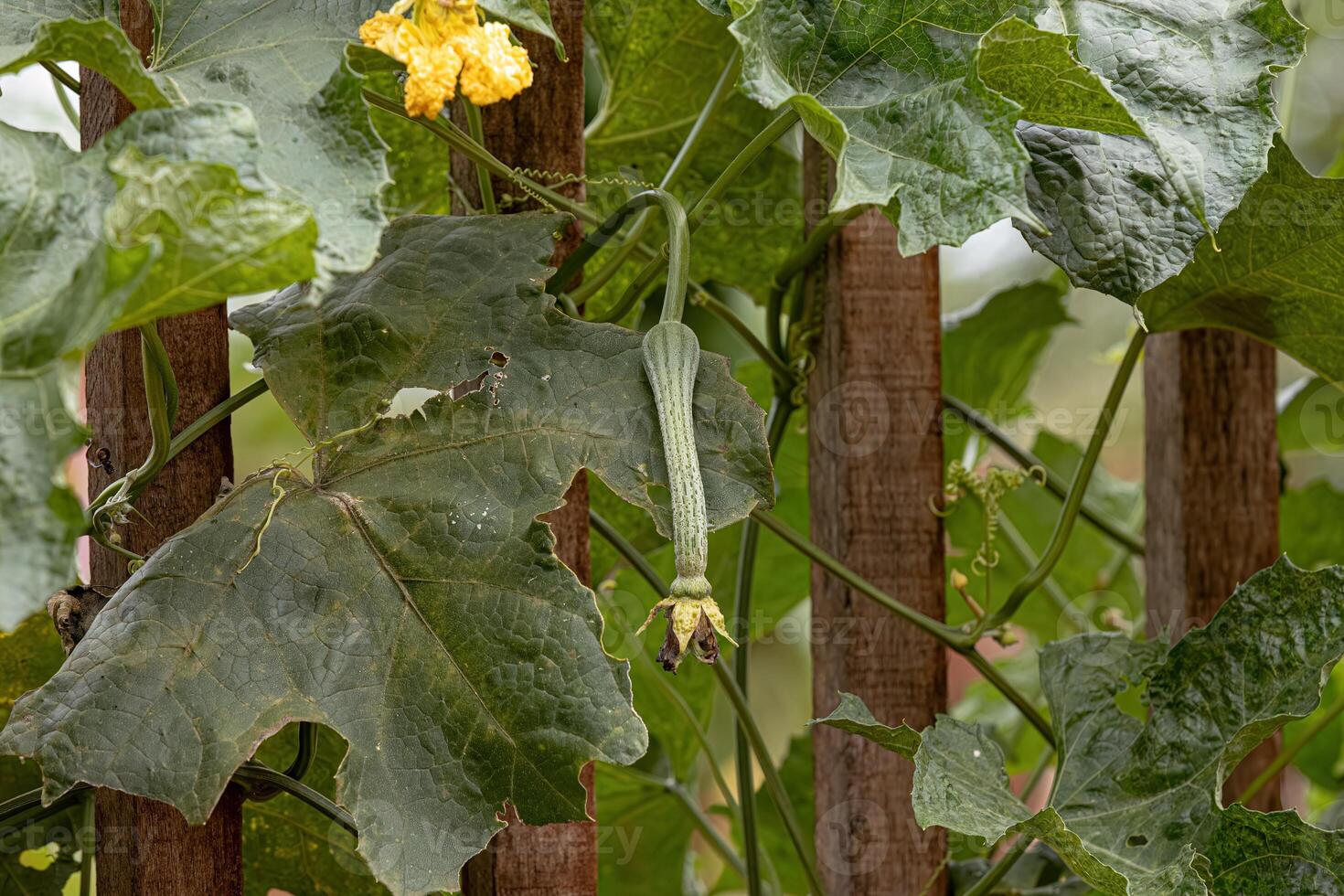 éponge gourde plante photo