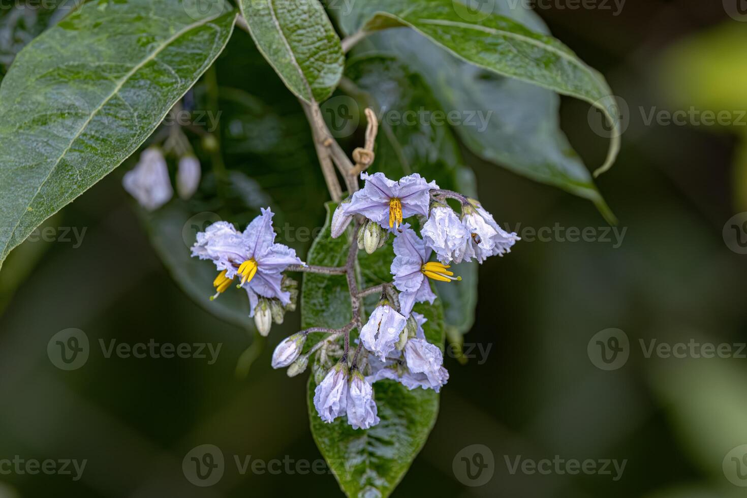 floraison plante de le espèce connu comme jurubeba une morelle noire commun photo
