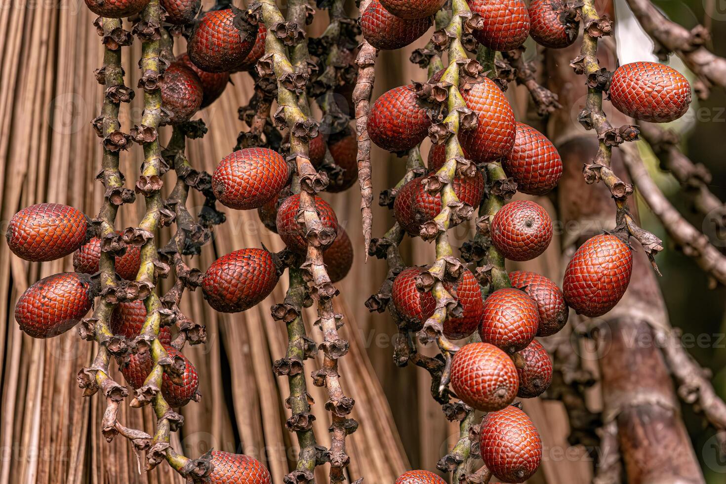 des fruits de le buriti paume arbre photo