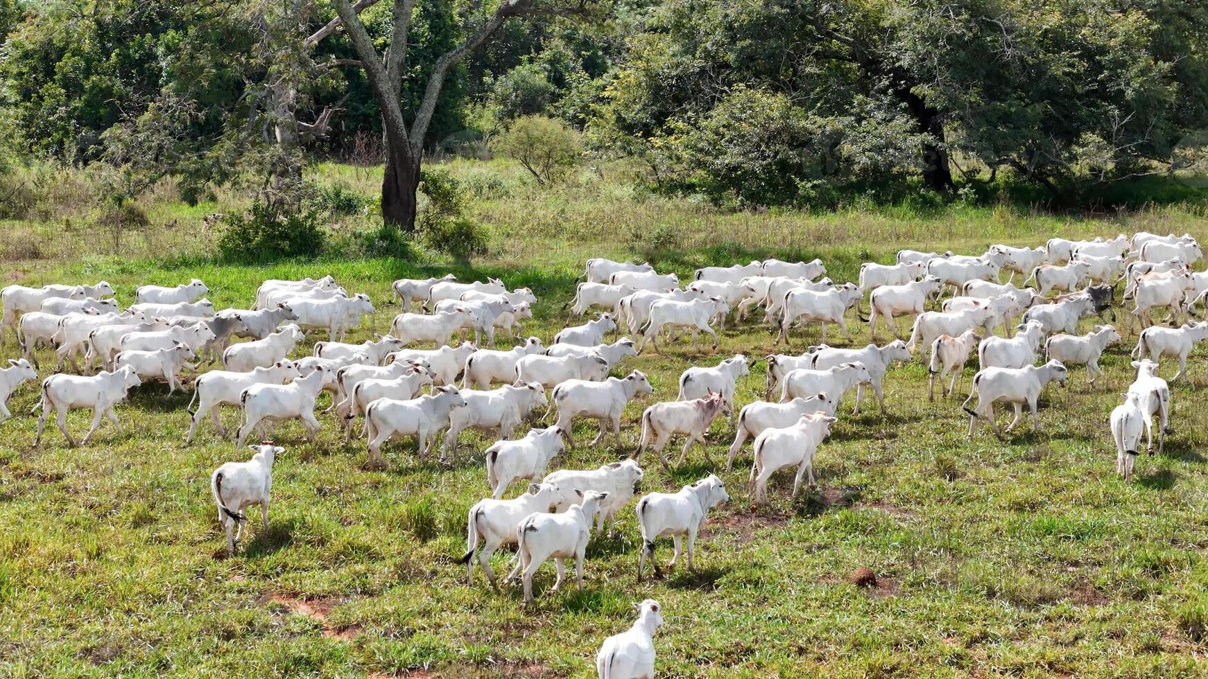 champ pâturage zone avec blanc vaches pâturage photo