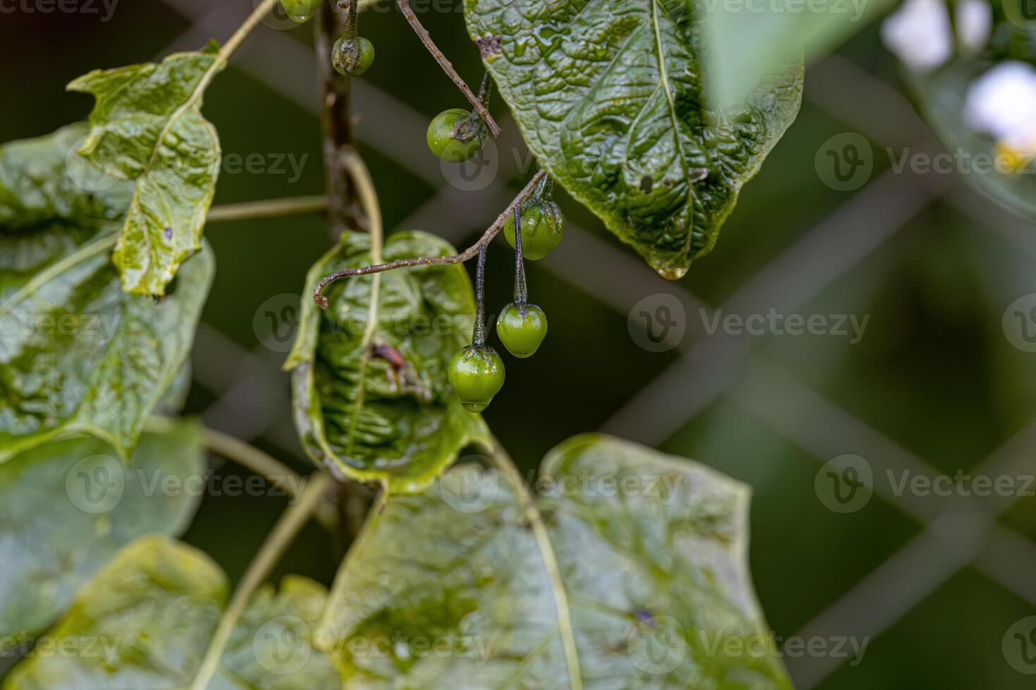 floraison plante de le espèce connu comme jurubeba une morelle noire commun photo