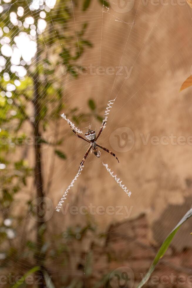 Orbweaver de jardin d'argent femelle adulte photo