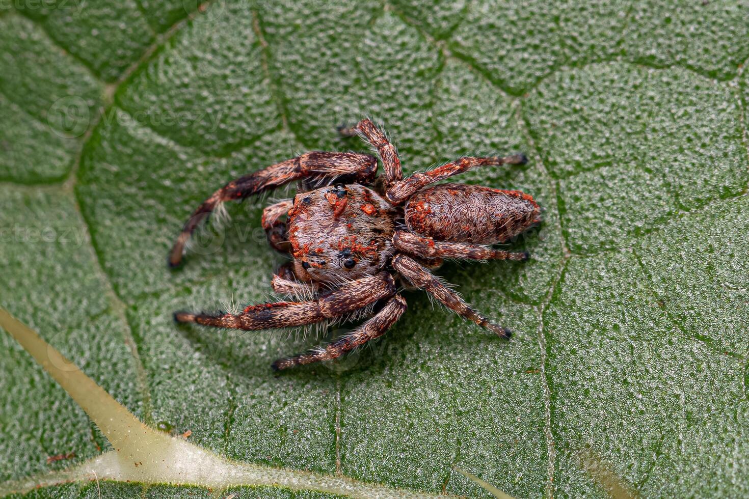 petite araignée sauteuse photo