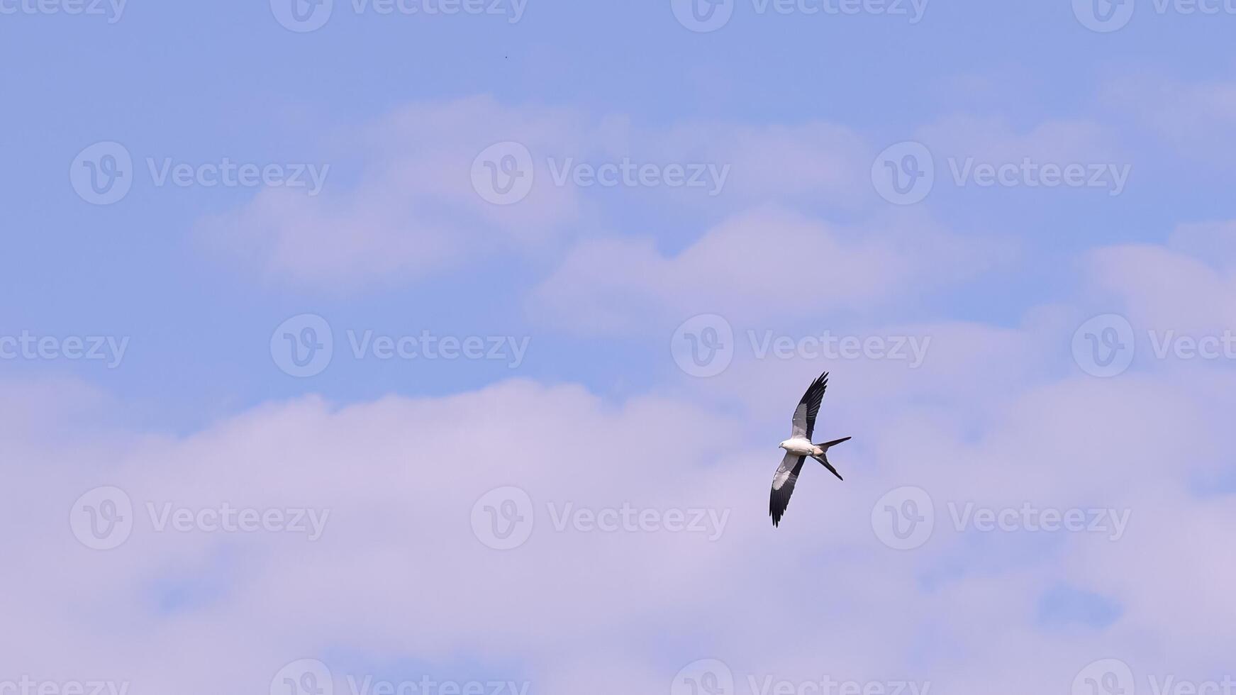 avaler à queue cerf-volant oiseau photo