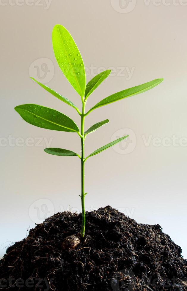 fraîcheur feuilles de laurier d'alexandrie jeune plante photo