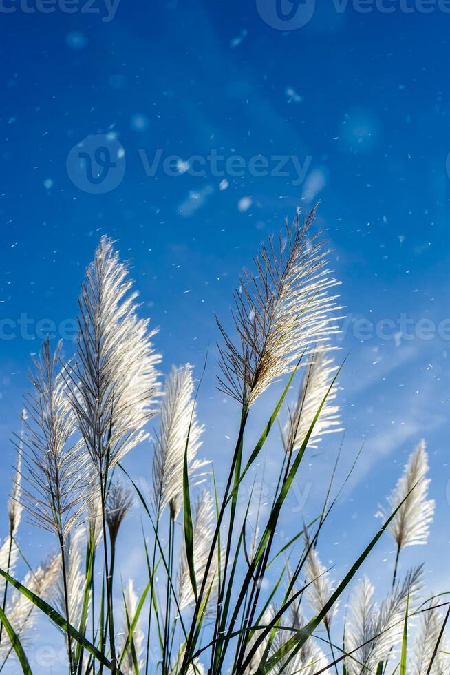 blanc herbe fleur photo