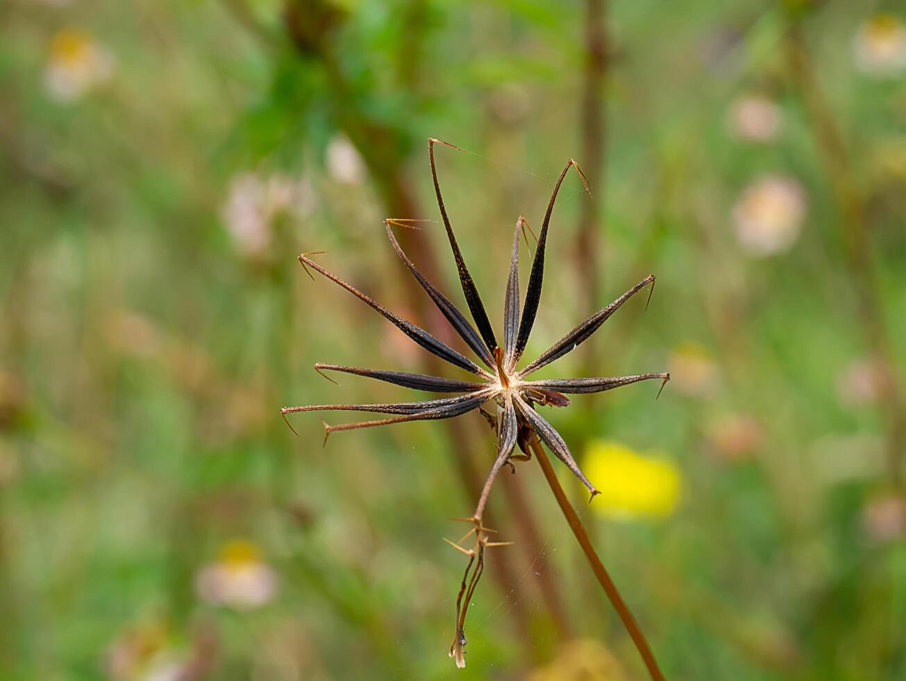 des graines de cosmos fleur. photo