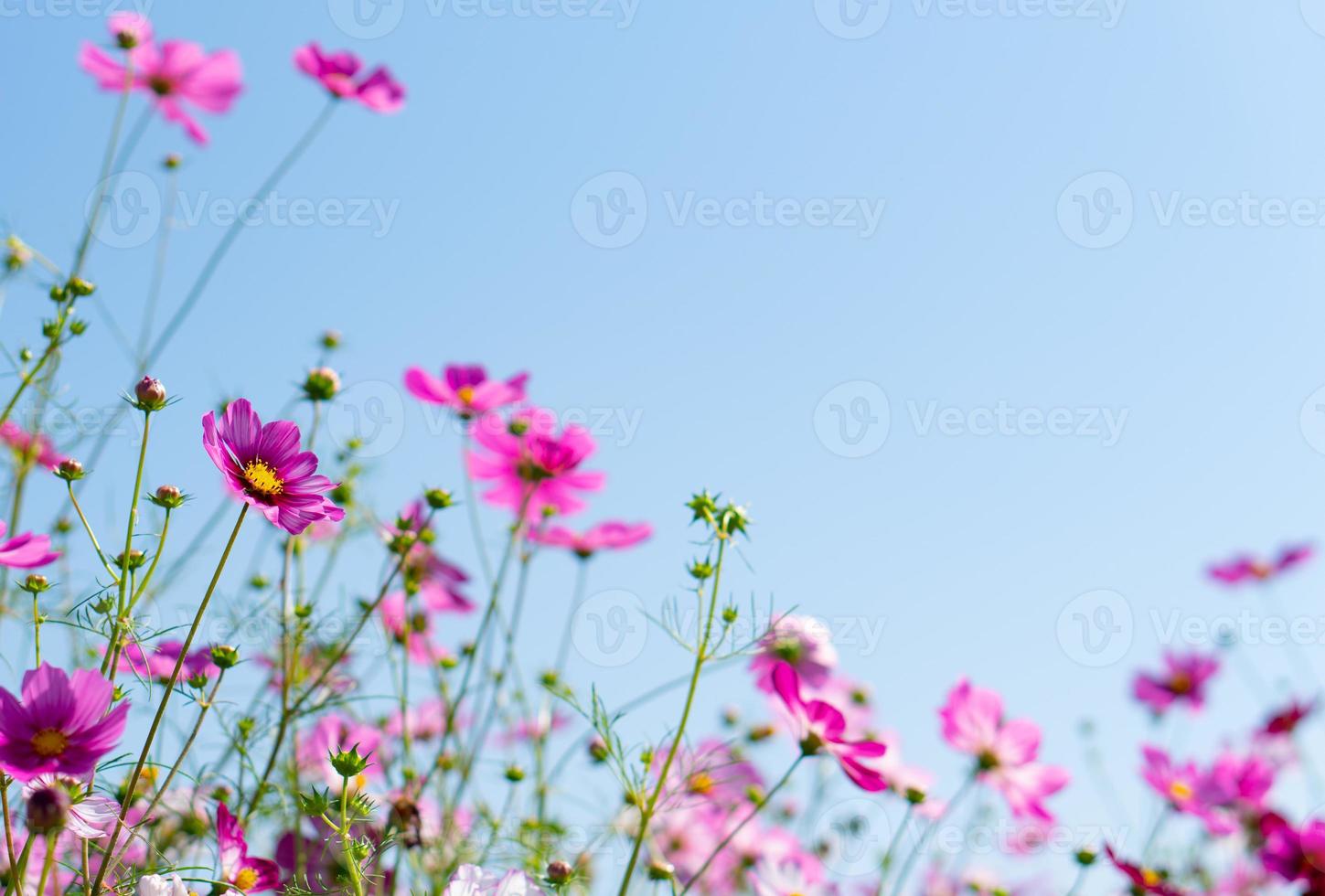 beau champ de fleurs de cosmos rose sous un ciel bleu clair photo