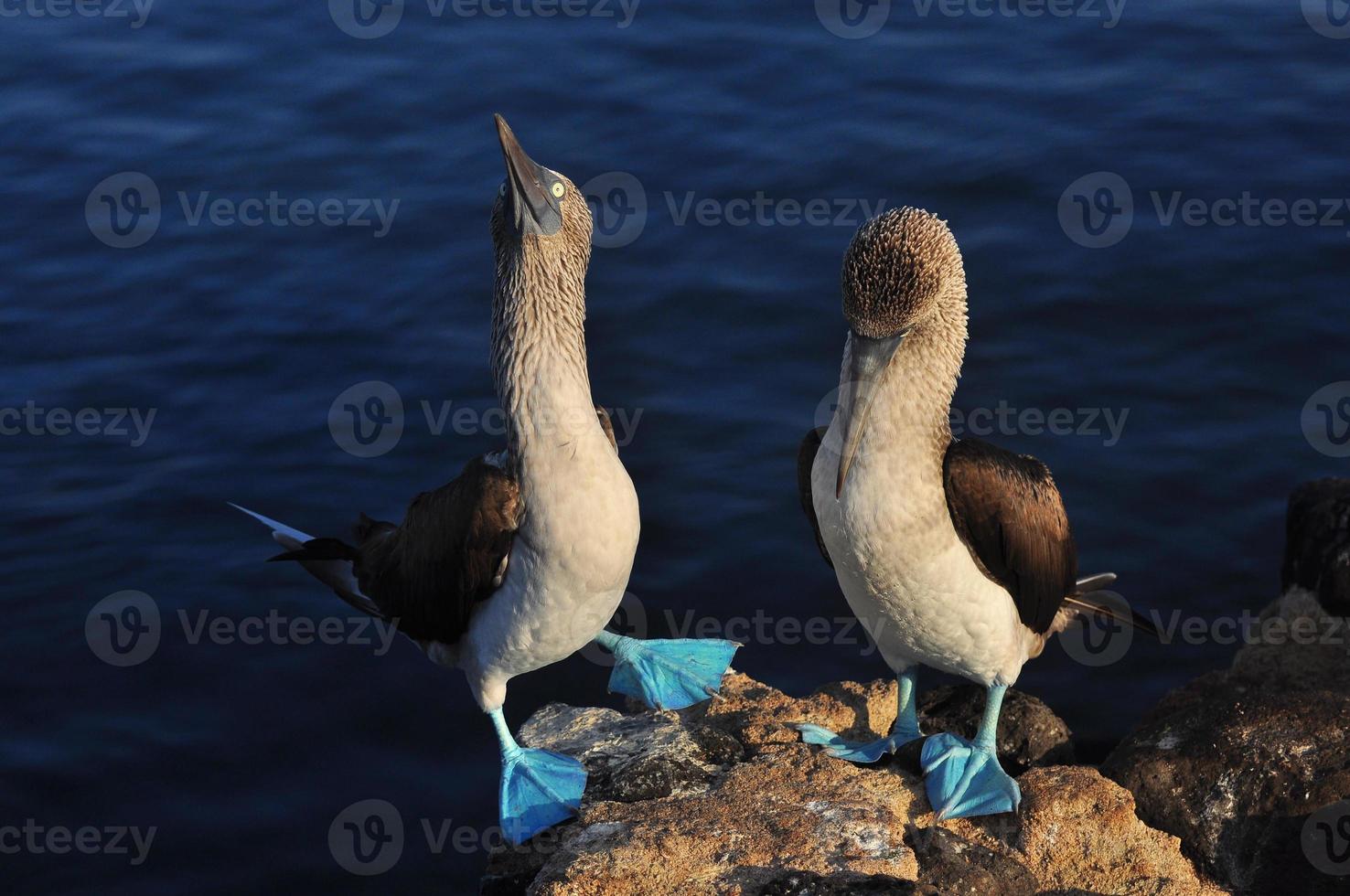 fou à pieds bleus, galapagos, équateur photo