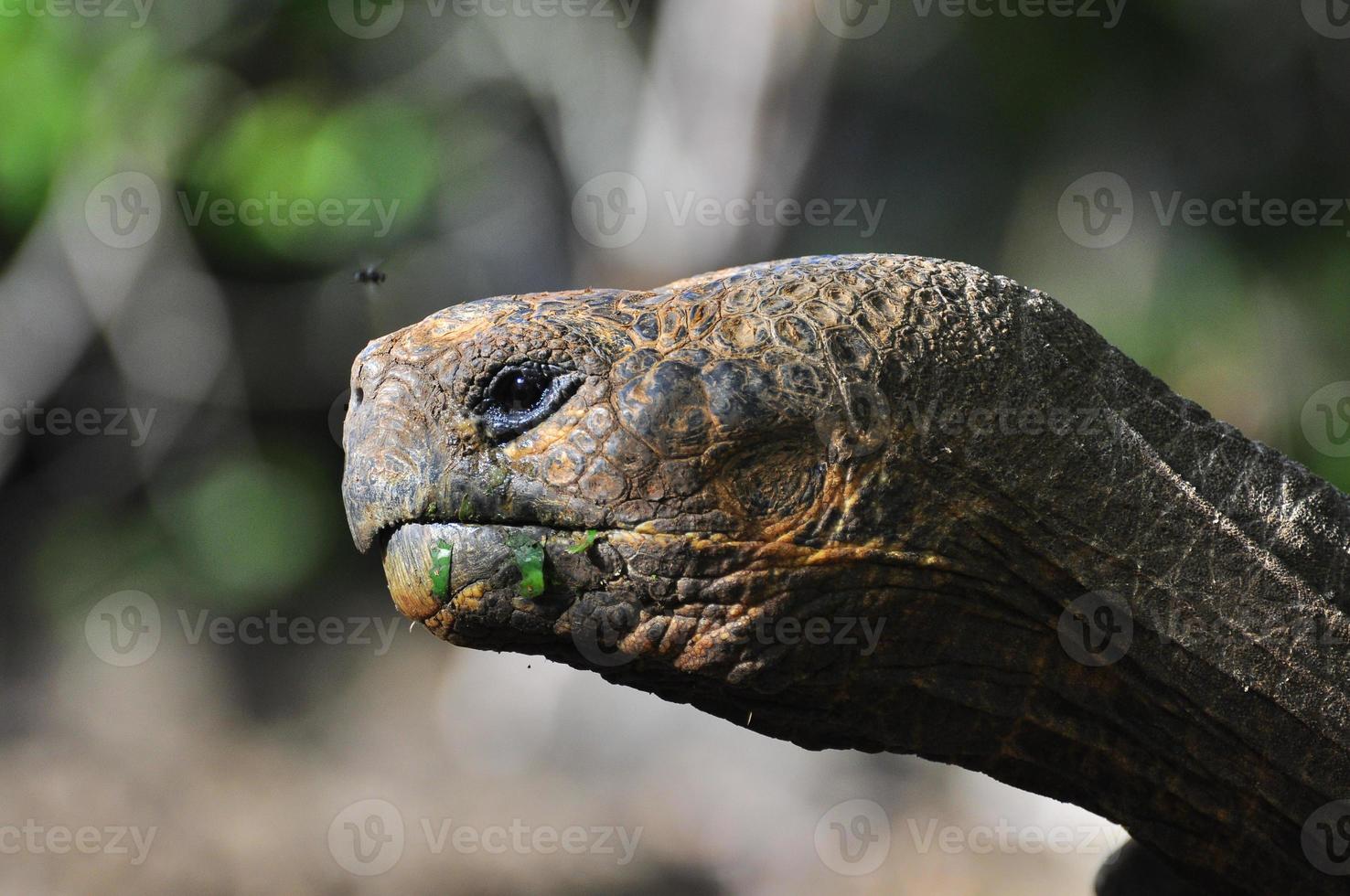 tortue des galapagos, îles galapagos, équateur photo