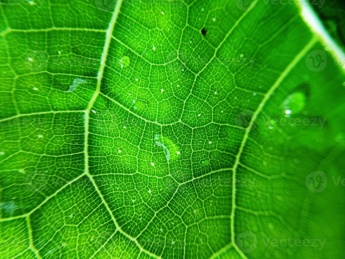 image colorée de goutte d'eau sur la feuille. macrophotographie. fermer jusqu'à l'objet. photo