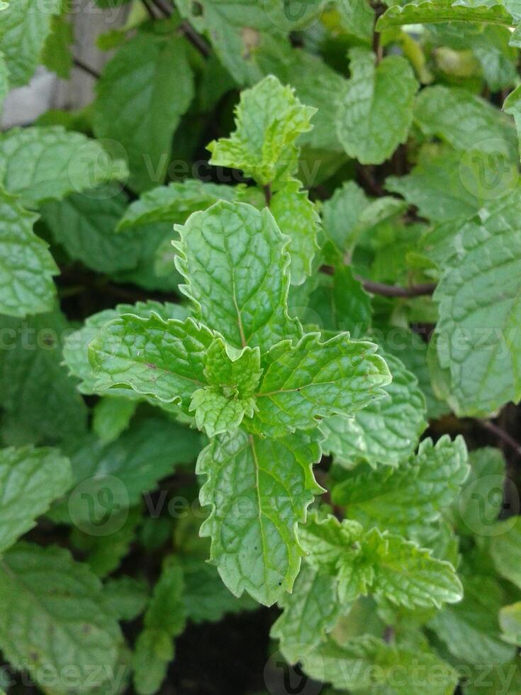 menthe dans le jardin photo