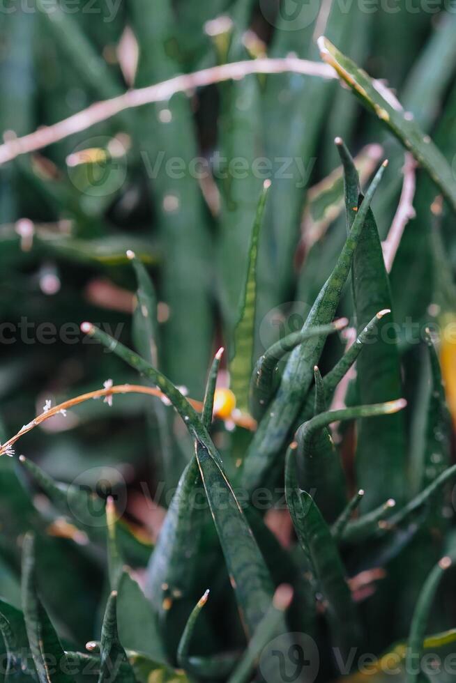 dracaena coincéyi, connu comme serpent plante ou coincé serpent plante. photo