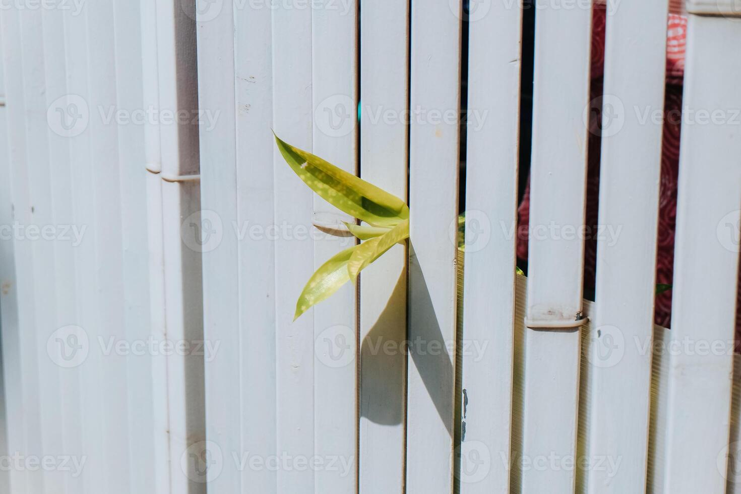 feuille pousse viens en dehors entre le clôtures photo