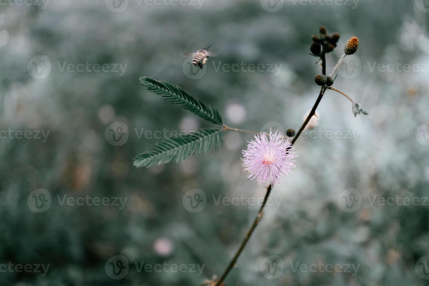 doux concentrer tropical rose herbe fleur avec abeille Contexte photo
