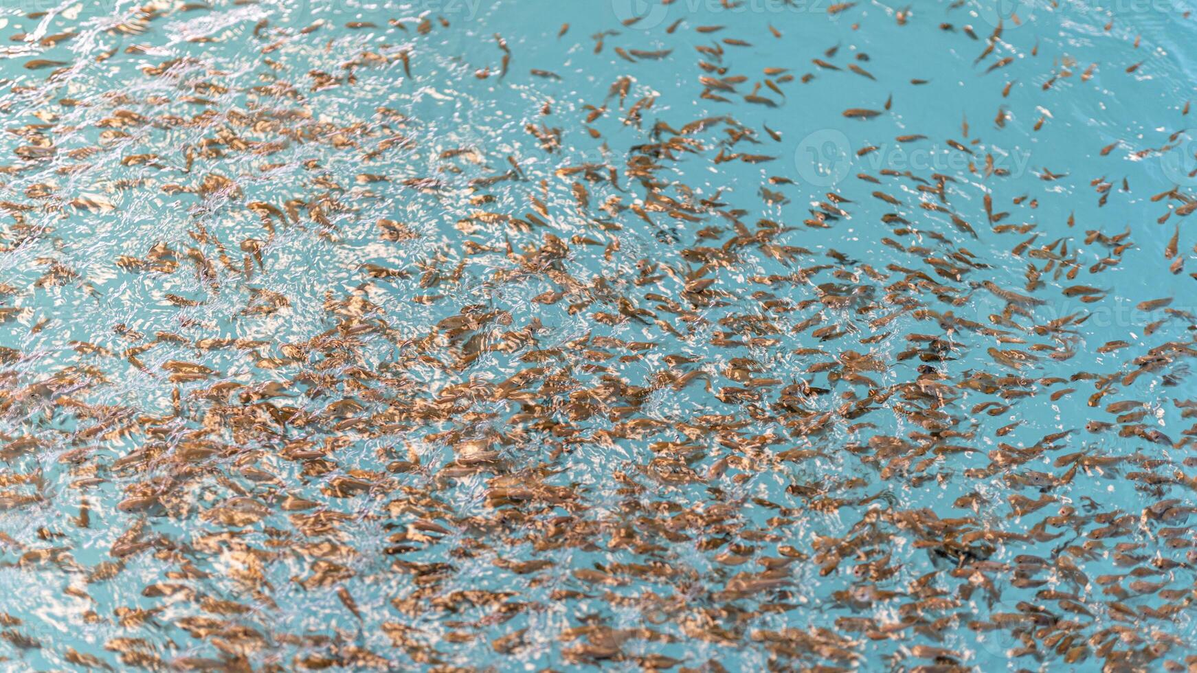 poisson, tilapia, réservoirs photo