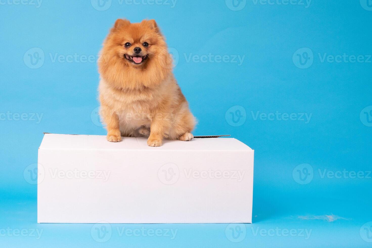 poméranien loulou chien, duveteux, néerlandais berger, chien, noir chat, mignonne Maine nègre, gris chat, américain bouledogue, chiot, d'or retriever, américain Staffordshire, allemand berger photo