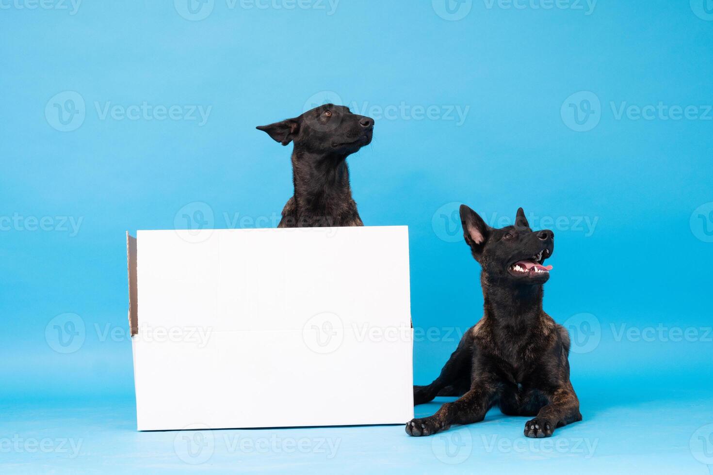 poméranien loulou chien, duveteux, néerlandais berger, chien, noir chat, mignonne Maine nègre, gris chat, américain bouledogue, chiot, d'or retriever, américain Staffordshire, allemand berger photo