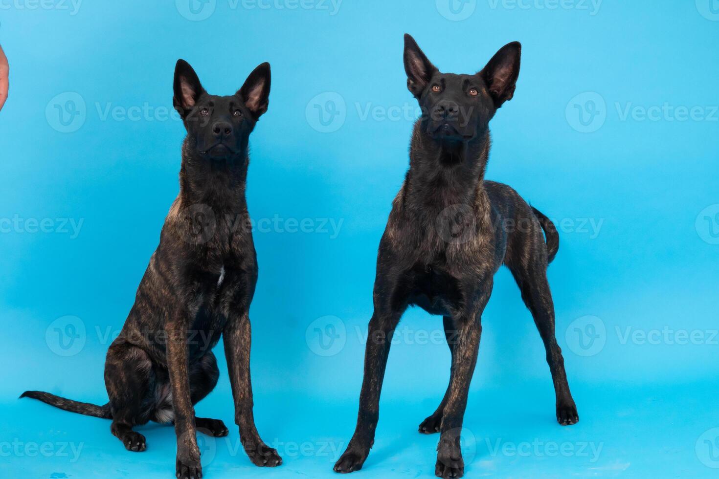 poméranien loulou chien, duveteux, néerlandais berger, chien, noir chat, mignonne Maine nègre, gris chat, américain bouledogue, chiot, d'or retriever, américain Staffordshire, allemand berger photo