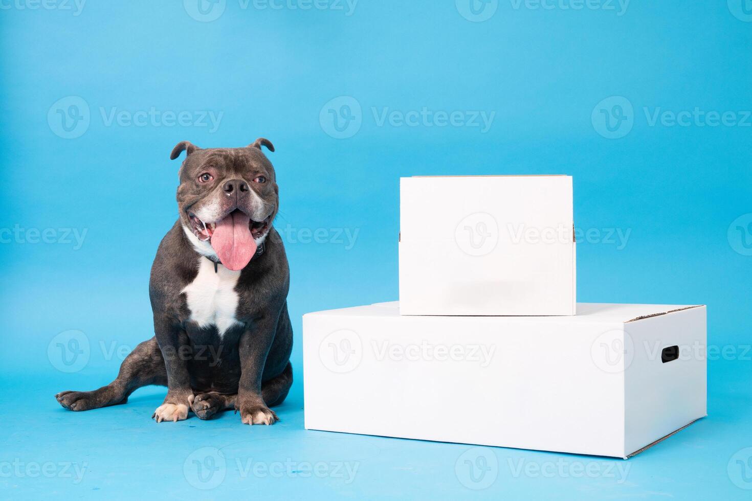 poméranien loulou chien, duveteux, néerlandais berger, chien, noir chat, mignonne Maine nègre, gris chat, américain bouledogue, chiot, d'or retriever, américain Staffordshire, allemand berger photo