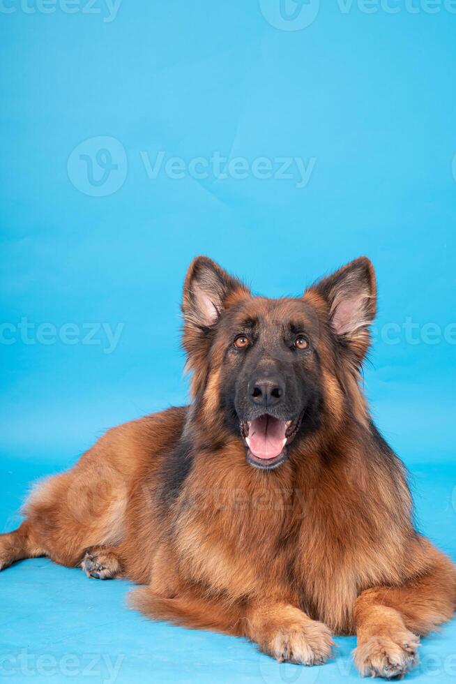 poméranien loulou chien, duveteux, néerlandais berger, chien, noir chat, mignonne Maine nègre, gris chat, américain bouledogue, chiot, d'or retriever, américain Staffordshire, allemand berger photo