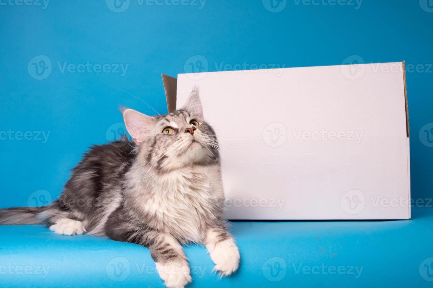 poméranien loulou chien, duveteux, néerlandais berger, chien, noir chat, mignonne Maine nègre, gris chat, américain bouledogue, chiot, d'or retriever, américain Staffordshire, allemand berger photo