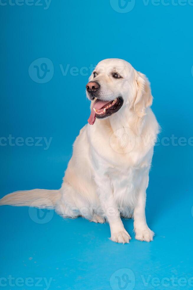 poméranien loulou chien, duveteux, néerlandais berger, chien, noir chat, mignonne Maine nègre, gris chat, américain bouledogue, chiot, d'or retriever, américain Staffordshire, allemand berger photo