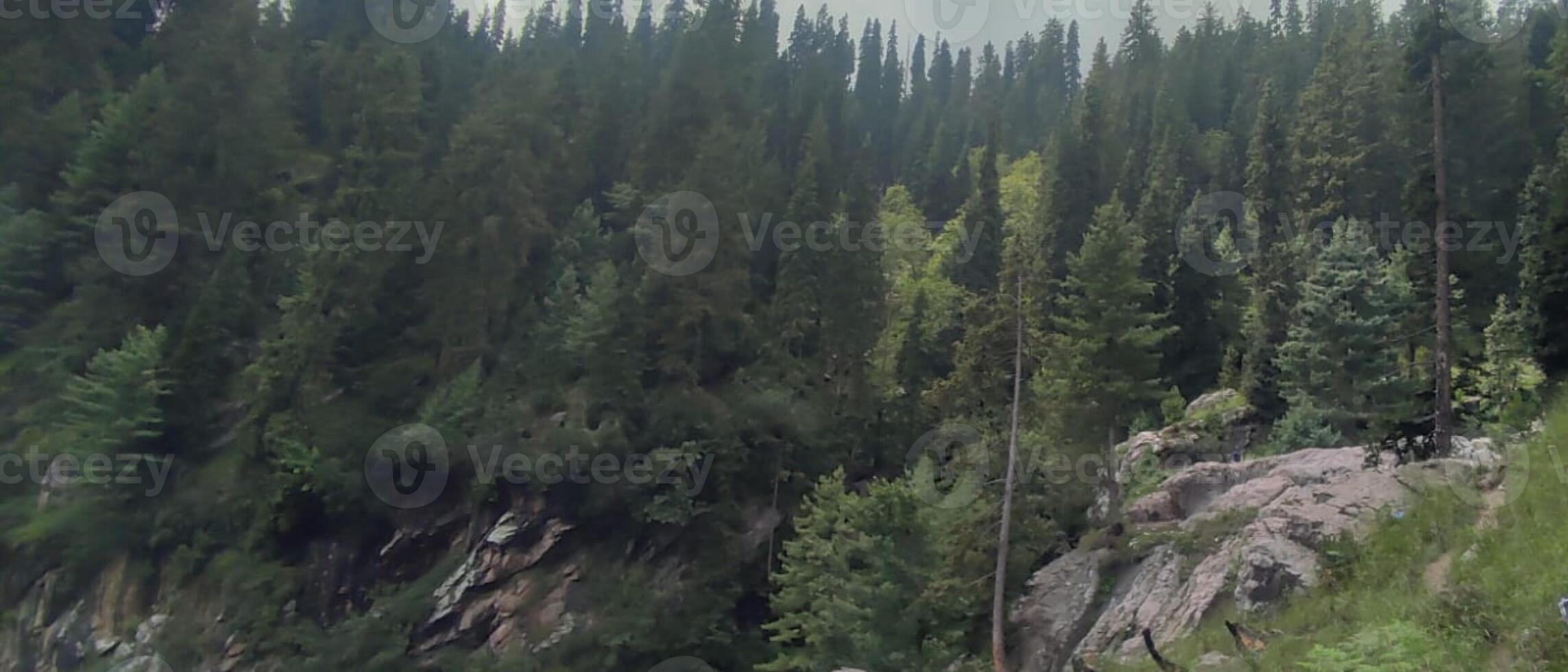 les forêts sont les écosystèmes caractérisé par une dominance de arbre . photo